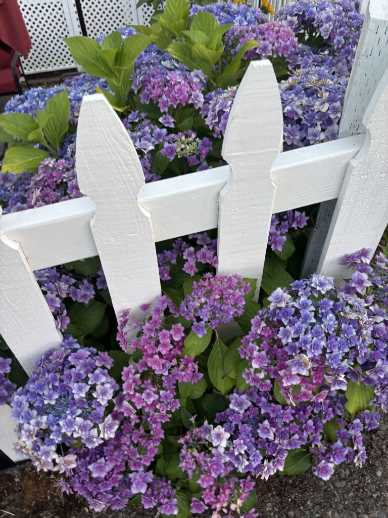 Purple and white flowers
